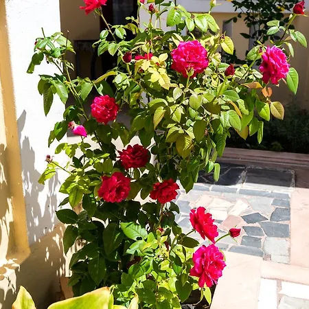 Erato Rethymno